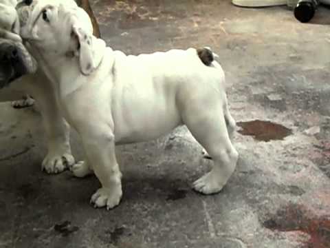 bulldog ingles cachorro de 2 meses 10 dias - YouTube
