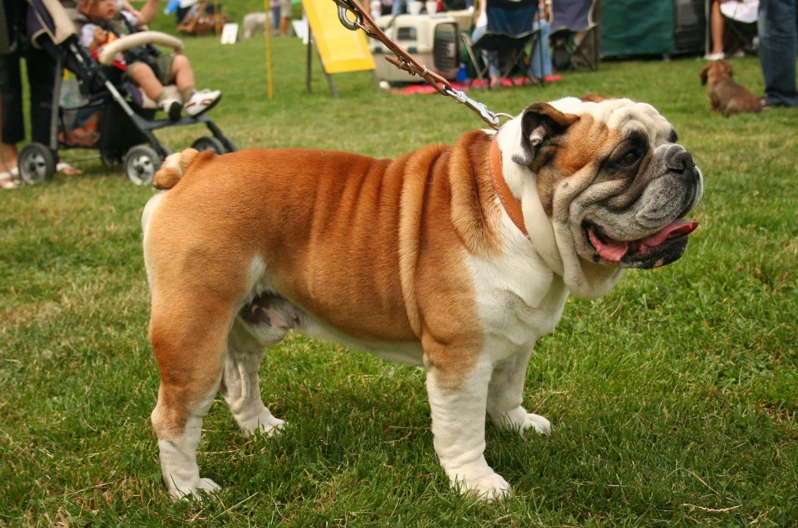 Bulldog inglés | Delta Mascota