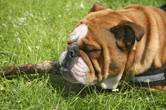 bulldog ingles | image gallery