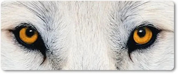 Burbujas de sueño: Reseña (6) Los ojos del lobo. Care Santos.