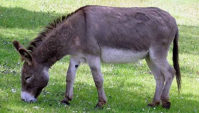 Burro mata a su dueño a patadas y mordidas en Santiago - Cachicha.com Burro mata a su dueño a patadas y mordidas en Santiago - Cachicha.com