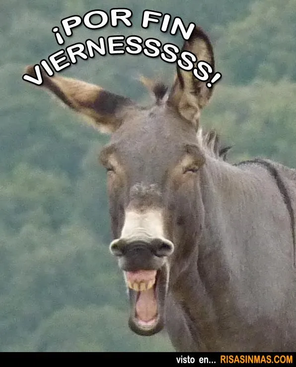 Imágenes de los burros mas chistosos - Imagui