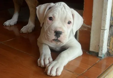 Se busca perro Boxer color blanco, extraviado en Texcoco Centro ...