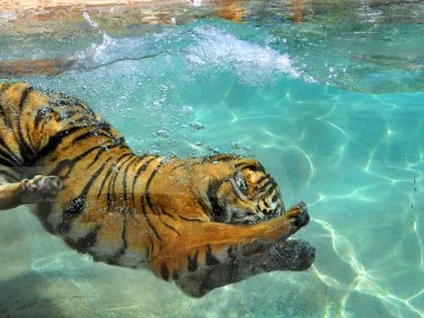 Buscando el Norte - El sitio de mi recreo: Tigres brincam na piscina