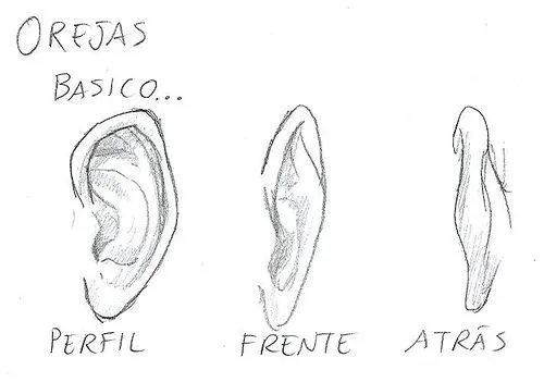 Como dibujar una oreja - Imagui