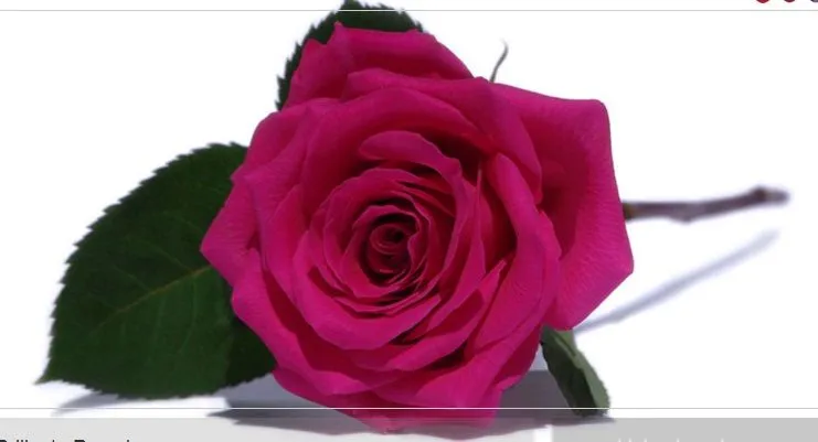 Imagenes rosas brillante - Imagui