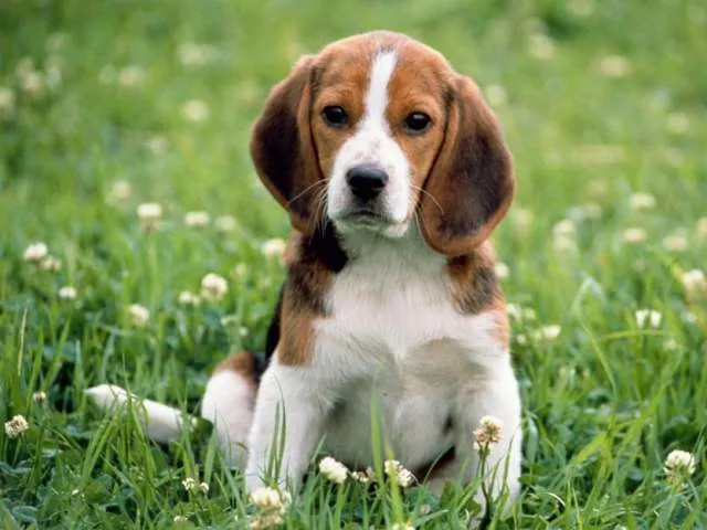 Busco cachorro beagle hembra o macho tricolor - Santiago, Chile ...
