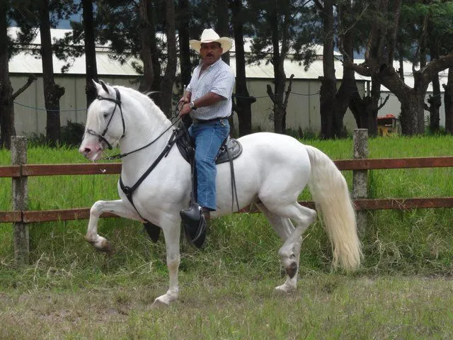 Caballerizas en Costa Rica | Caballos de paso Costarricense ... Caballerizas en Costa Rica | Caballos de paso Costarricense ...