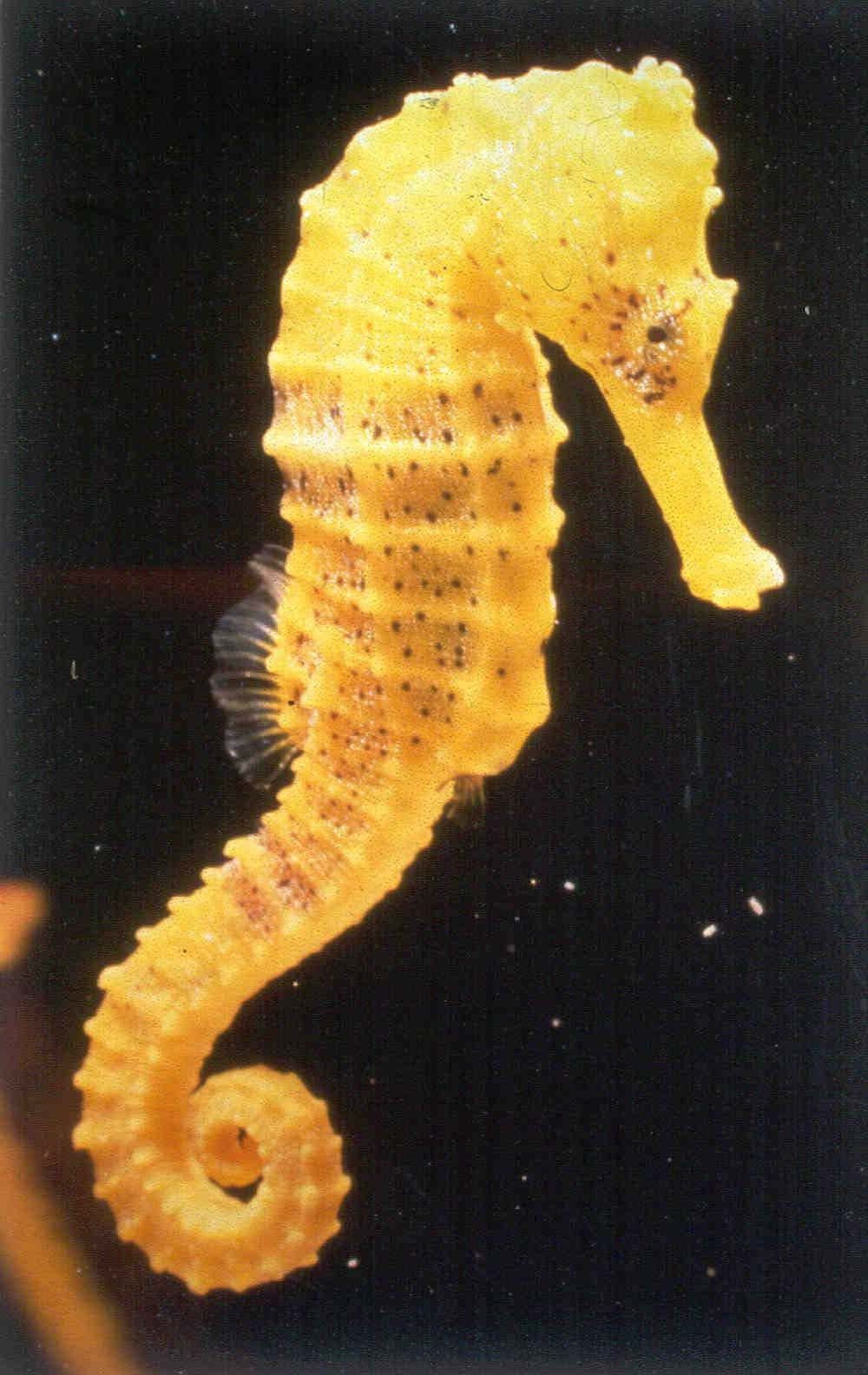 Caballito de mar (Hippocampus) ~ Naturaleza Insólita