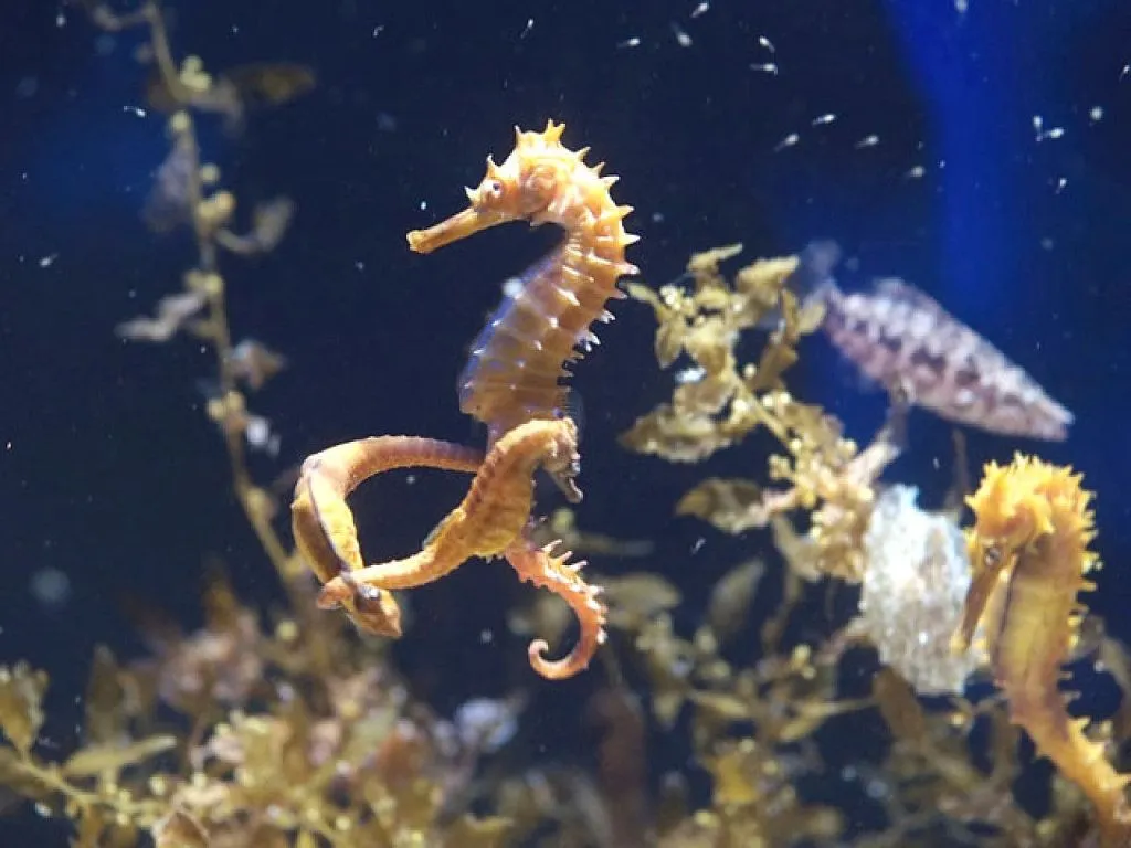 caballitos de mar | Cuidar de tu mascota es facilisimo. caballitos de mar | Cuidar de tu mascota es facilisimo.
