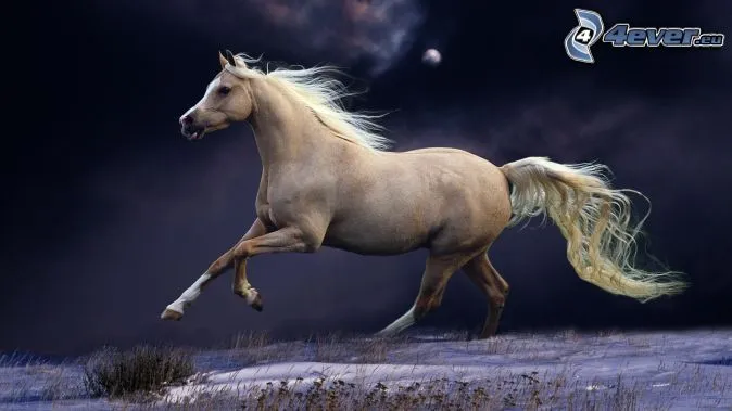 caballo-blanco,-noche,-caballo ...