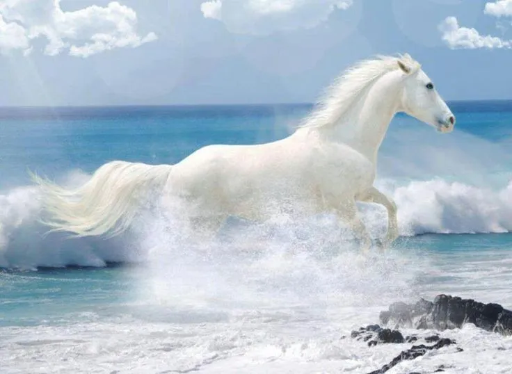 Caballo blanco en el mar | Animales | Pinterest | Mars