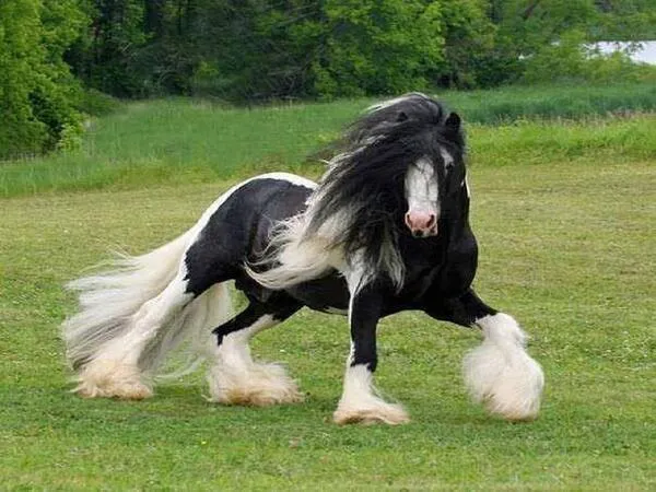 Imágenes de caballos más bonitos del mundo - Imagui
