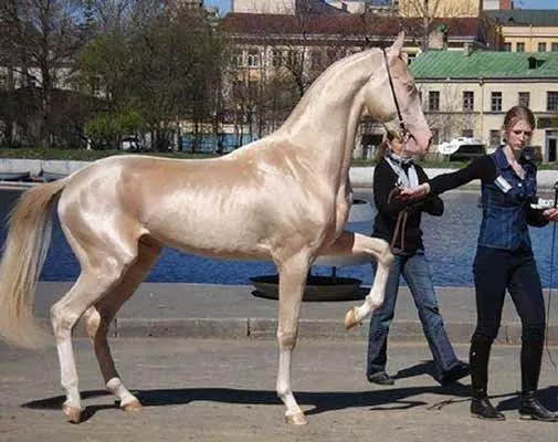 El caballo mas bonito del mundo 2014 - Imagui