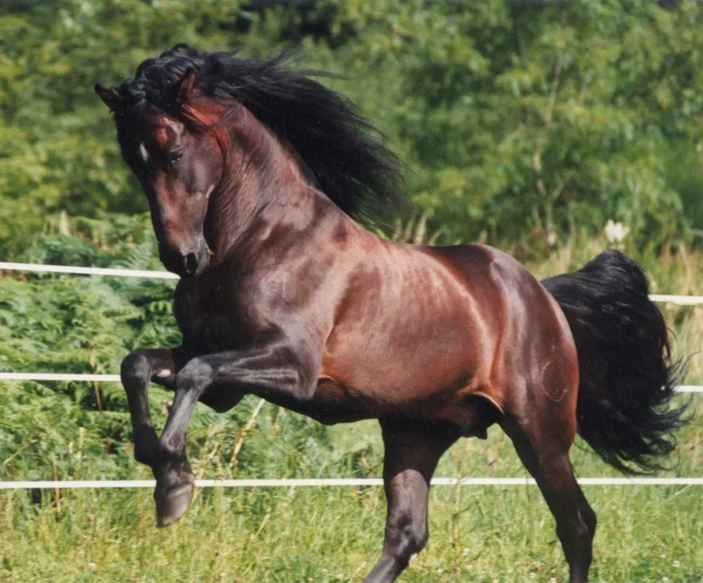 El caballo español o caballo andaluz es una raza de caballo. Su ...