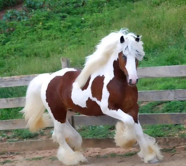 El caballo mas hermoso del mundo | Gypsy | Pinterest | Freedom and ...