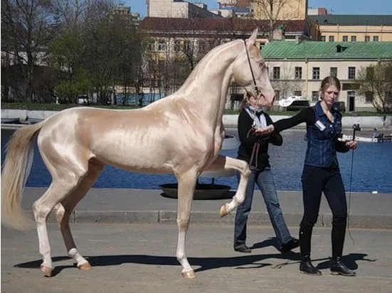 El caballo más lindo del mundo - Imagui