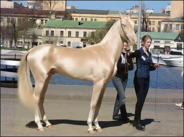 El caballo más hermoso del mundo? - El Mundo del Caballo ...