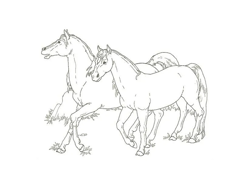 Dibujo de 2 caballos mustang para colorear - Colorear CABALLOS MUSTANG