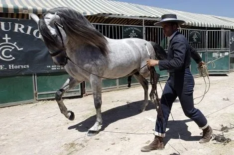 El caballo de pura raza española 'más bello' de Europa | Valencia ...