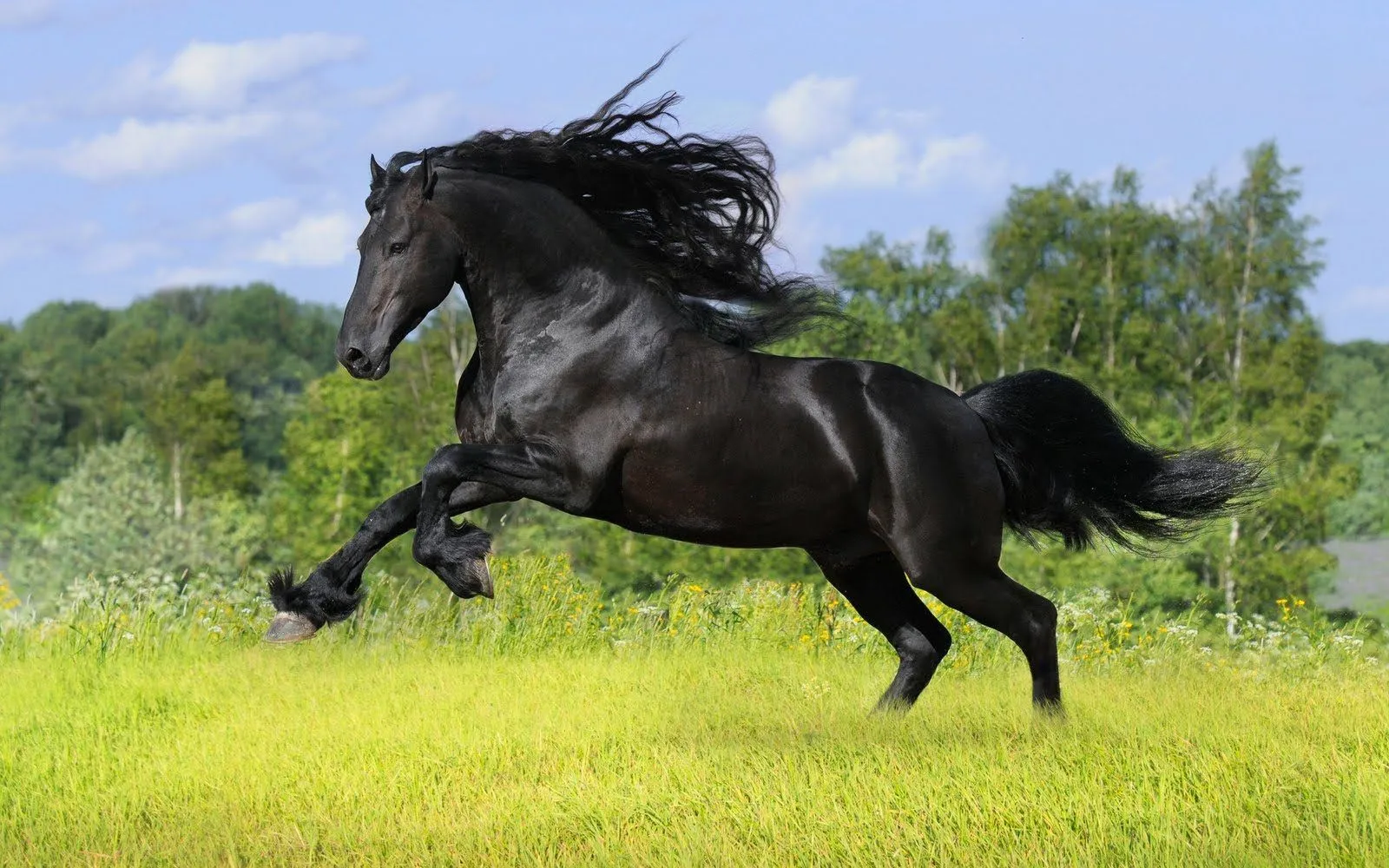 Caballo pura sangre inglés salvaje :: Imágenes y fotos Caballo pura sangre inglés salvaje :: Imágenes y fotos