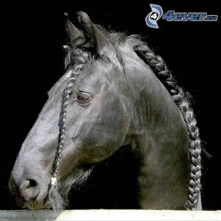 caballo,-trenzas-126038.jpg