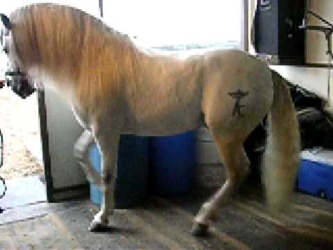 caballos bailadores el galan - YouTube
