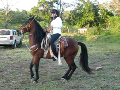 caballos bailadores michoacanos - YouTube