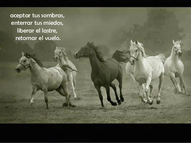 Caballos que belleza/Horses what a beauty/Chevales quel beauté!
