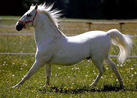 Caballos blancos. Fotos de caballos blancos.