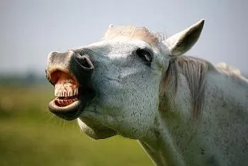 los caballos son conocidos por ser unos de los animales los caballos son conocidos por ser unos de los animales