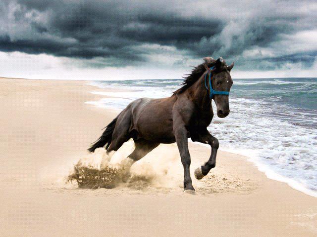 Imagenes de caballos corriendo por la playa - Imagui