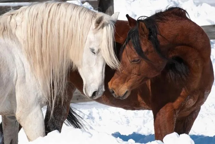 caballos enamorados lol!! | HORSES | Pinterest | Lol