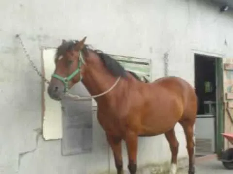 caballos españoles. los mas bonitos del mundo - YouTube