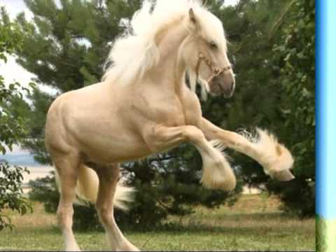 los caballos mas lindos del mundo The most beautiful horses of the ...