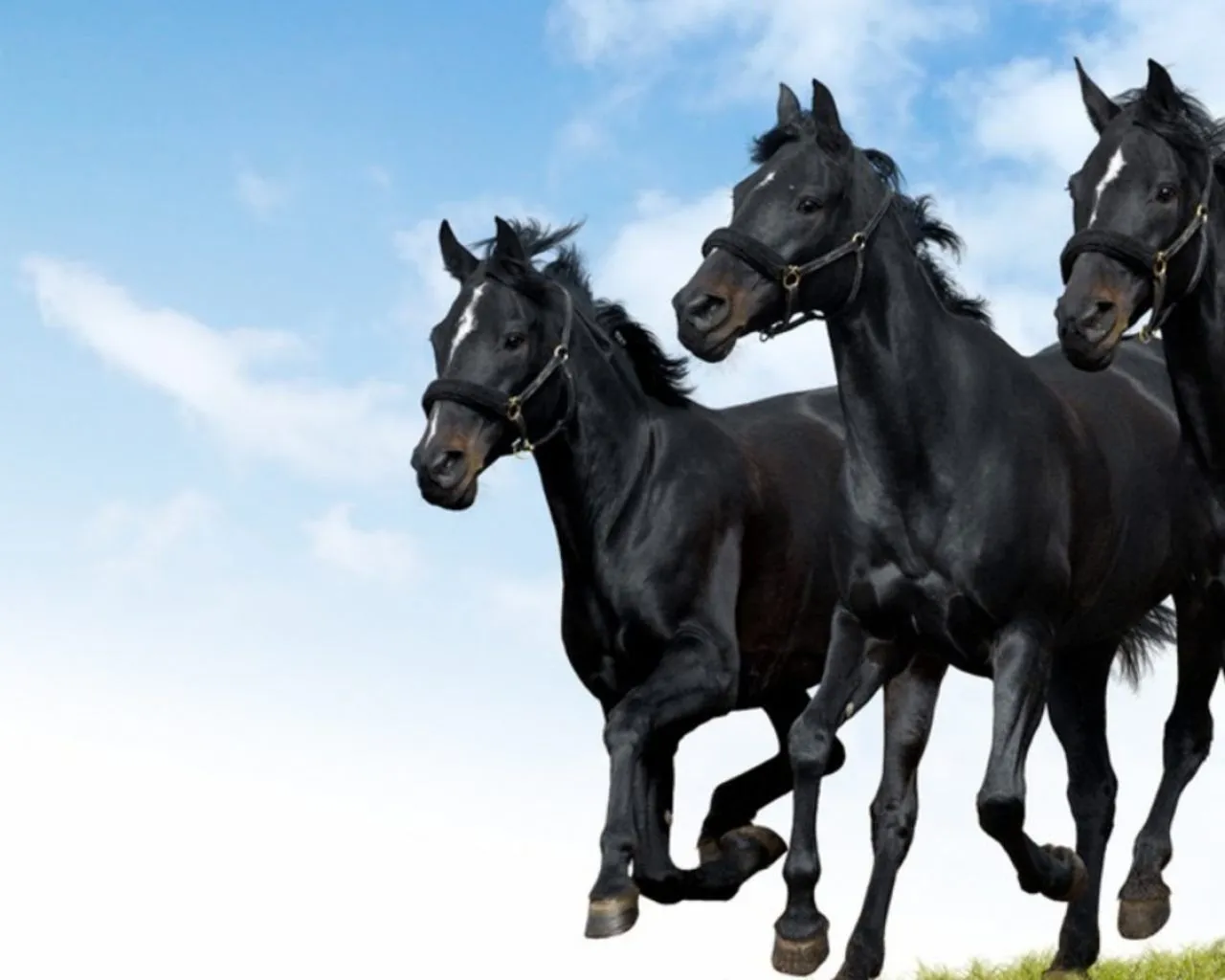 Caballos negros - 1280x1024 :: Fondos de pantalla y wallpapers Caballos negros - 1280x1024 :: Fondos de pantalla y wallpapers