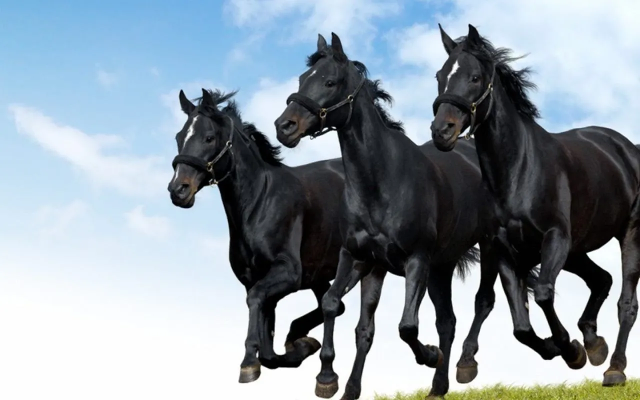 Caballos negros - 1280x800 :: Fondos de pantalla y wallpapers Caballos negros - 1280x800 :: Fondos de pantalla y wallpapers