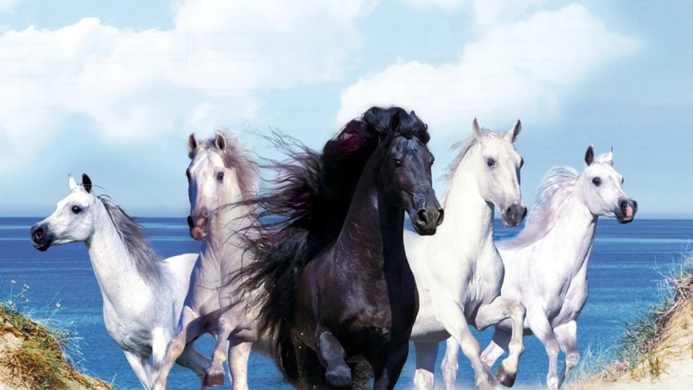 Caballos negros y blancos - 1366x768 :: Fondos de pantalla y ... Caballos negros y blancos - 1366x768 :: Fondos de pantalla y ...