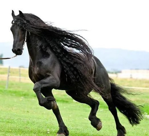 Caballos! on Pinterest | Black Horses, Arabian Beauty and Horses
