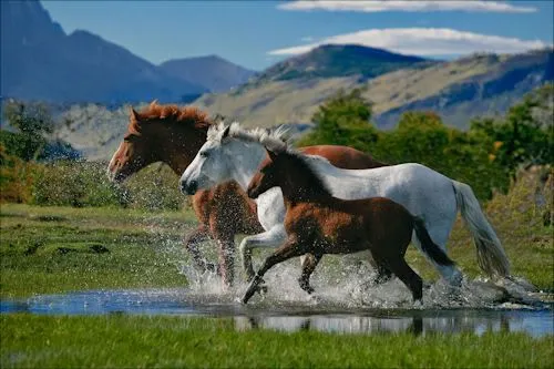 Imagenes de paisajes con caballos hermosos - Imagui