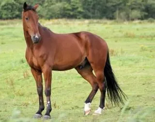 caballos en los Países Bajos, rebaño | Descargar Fotos gratis