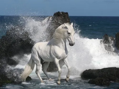 Fotos de caballos corriendo por la playa - Imagui