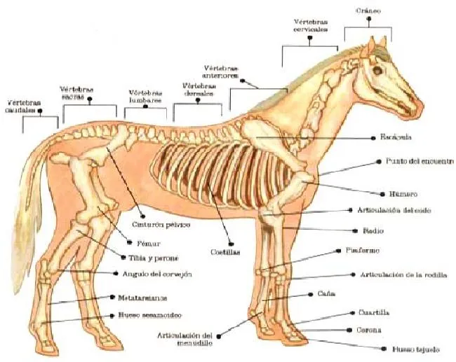 Todo Caballos y ponis: Estructura ósea del caballo Todo Caballos y ponis: Estructura ósea del caballo