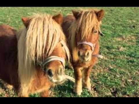 Los caballos ♥ 5 Ponis - YouTube