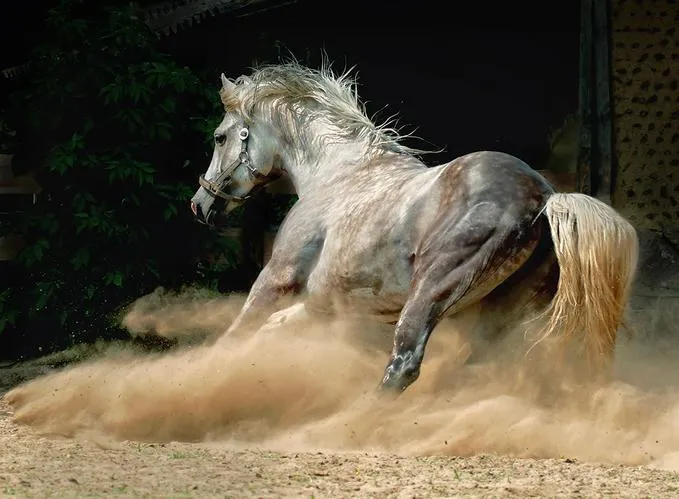 Caballos Pura Sangre:hermosas imágenes!! - Taringa!