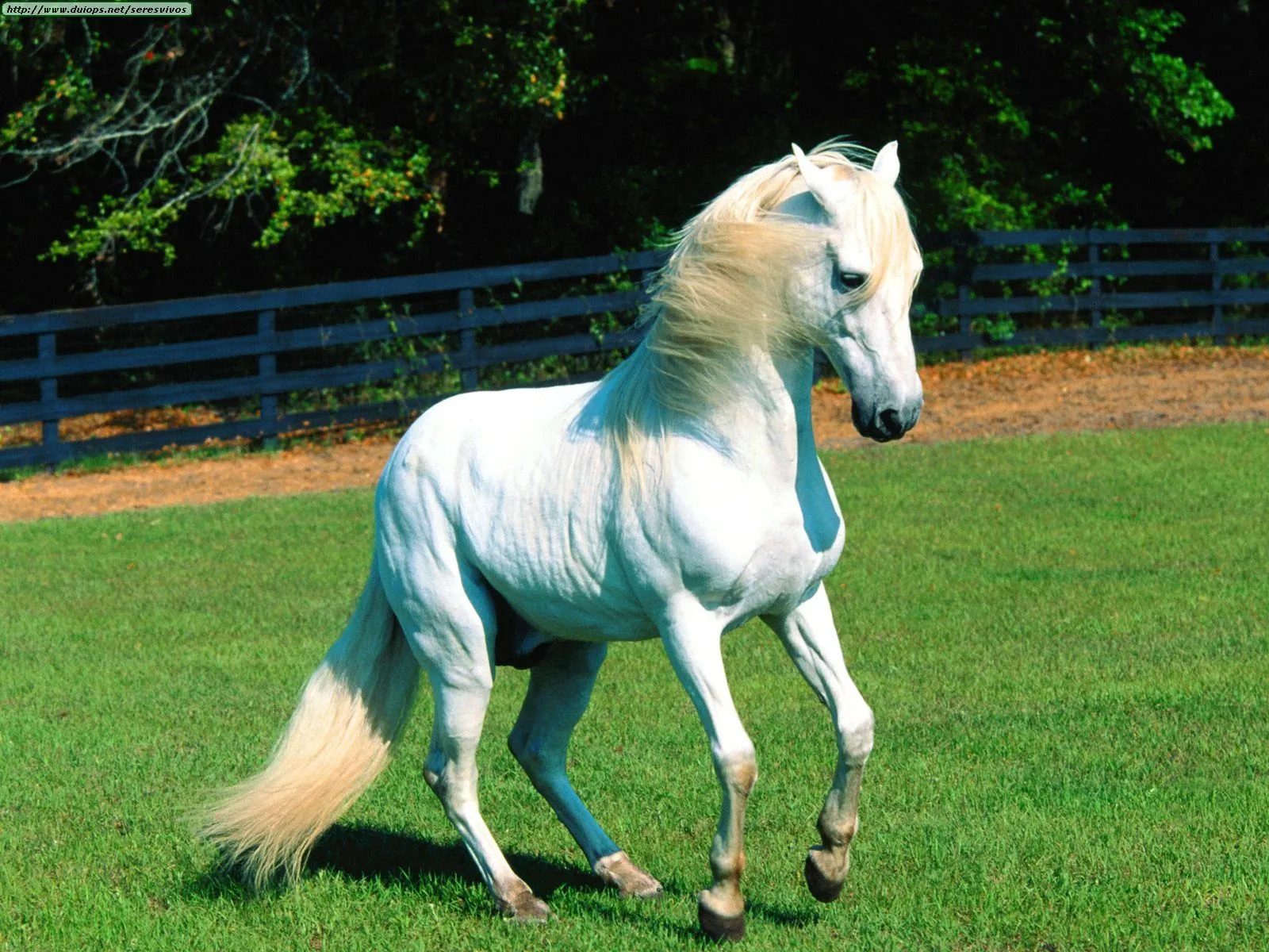 caballosandaluces: caballo blanco muy bonito