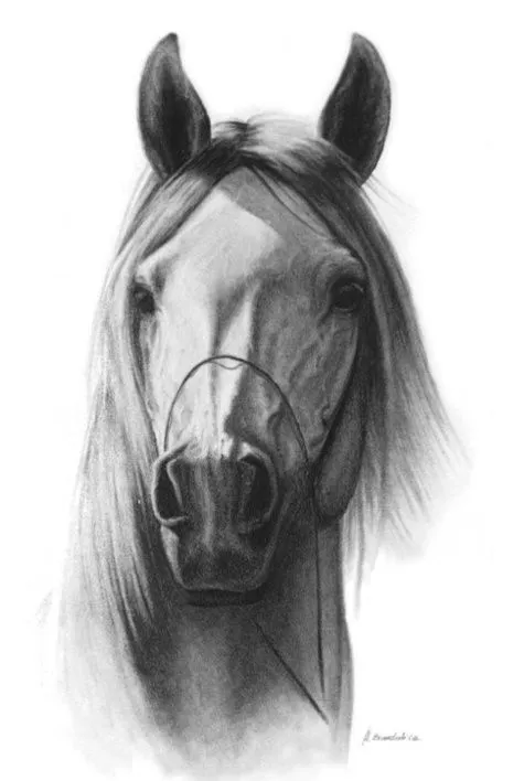 Cabeza de caballo | Caballos - Dibujos | Pinterest | Search