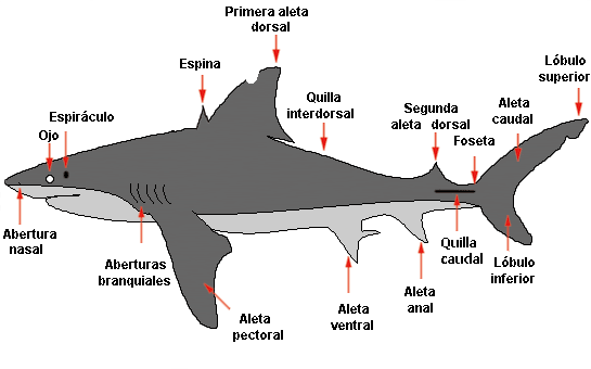 Como hacer una cabeza de tiburón - Imagui