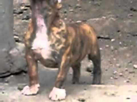 cachorra atigrada corte de orejas - YouTube