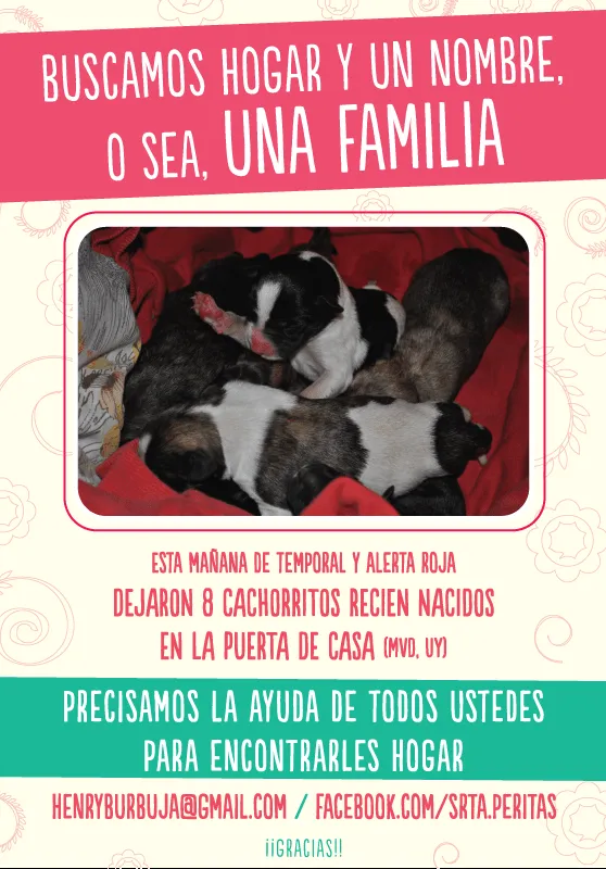 cachorritos en adopción | Quiero Cosas Blog